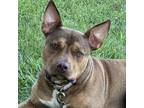 Adopt Dru a Pit Bull Terrier, Mixed Breed
