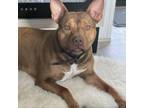 Adopt Dru a Pit Bull Terrier, Mixed Breed