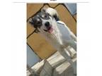 Adopt Snoopy a Mixed Breed