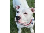 Adopt Remi a Staffordshire Bull Terrier, Mixed Breed