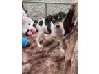 Adopt Yukon a Jack Russell Terrier