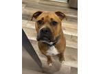 Adopt Bo a Boxer