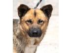 Adopt ENTEI a German Shepherd Dog, Mixed Breed