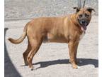 Adopt T REX a German Shepherd Dog, Mixed Breed