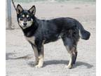 Adopt CLARK a German Shepherd Dog, Mixed Breed