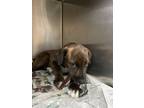 Adopt Prince a Labrador Retriever