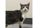 Adopt Bonsai a Domestic Short Hair