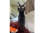 Adopt Hugo * In Foster * a Domestic Short Hair