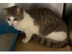 Adopt Darby a Domestic Short Hair