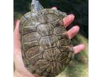 Adopt Mikey a Red-Eared Slider