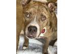 Adopt Riddler a Catahoula Leopard Dog, Mixed Breed