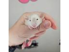 Adopt Mad Ratter a Rat