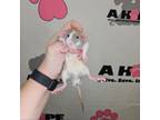 Adopt Buzz Lightrat a Rat