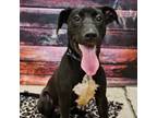 Adopt Boomerang a Doberman Pinscher, Black Labrador Retriever