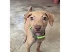 Adopt Kiwi a Mixed Breed