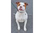 Adopt Houdini - Adoptable a Pit Bull Terrier, Staffordshire Bull Terrier