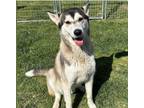 Adopt Tucker a Husky