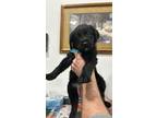 Adopt Beau a Labrador Retriever, Standard Poodle