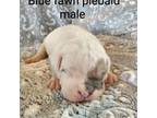 Olde English Bulldogge Puppy for sale in Montevideo, MN, USA