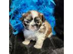 Shih Tzu Puppy for sale in Augusta, KS, USA