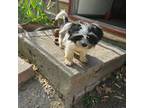 Shih Tzu Puppy for sale in Diamond, MO, USA