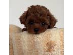 Poodle (Toy) Puppy for sale in Los Angeles, CA, USA