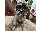 French Bulldog Puppy for sale in De Kalb, TX, USA