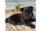 Cairn Terrier Puppy for sale in Albany, OR, USA
