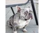 French Bulldog Puppy for sale in Pasco, WA, USA