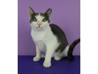 Adopt Kenley a Domestic Short Hair