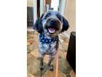 Adopt Charlie a Maltipoo, Border Collie