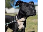 Adopt Travolta a Mixed Breed