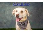 Adopt Galileo a Labrador Retriever, Mixed Breed