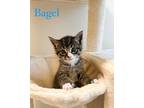 Adopt Bagel a Tabby, Domestic Short Hair