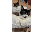 Adopt Paducha & Cassidy (bonded pair) a Domestic Short Hair