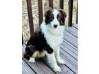 Adopt COURTEST POST - Springsteen - LOCATED IN SPRINGFIELD MO a Australian