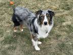 Adopt 0523 Cooper a Australian Shepherd