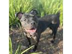 Adopt Midnight a Pit Bull Terrier