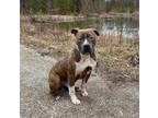 Adopt Diesel a American Bully