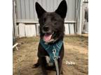 Adopt Pabu a Cattle Dog