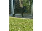 Adopt Luther a Labrador Retriever