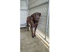 Adopt Lex a Labrador Retriever