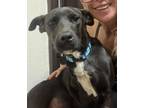 Adopt Flynt a Mixed Breed