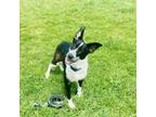 Adopt DILLY a Border Collie