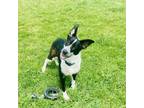 Adopt Dilly a Border Collie