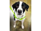 Adopt Nikko a Mixed Breed