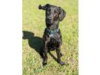 Adopt Bear a Black Labrador Retriever, Mixed Breed