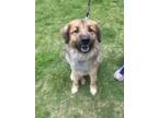 Adopt Gentleman Jack a Golden Retriever, German Shepherd Dog