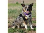 Adopt Jasper a Corgi, Australian Shepherd