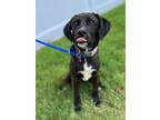 Adopt Jayden a Black Labrador Retriever, Mixed Breed